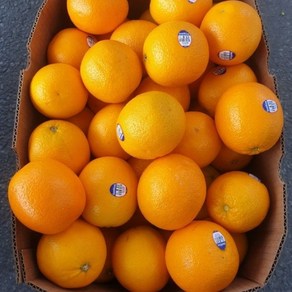 대용량 고당도 블랙라벨 썬키스트 오렌지, 1박스, 113과(17kg) 중소과