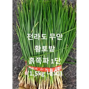 전라도 무안 황토밭.당일 수확 발송. 흙쪽파 1단 1.5kg 내외 수확 발송, 1개, 전라도 무안 흙쪽파1단 (1.5kg 내외)