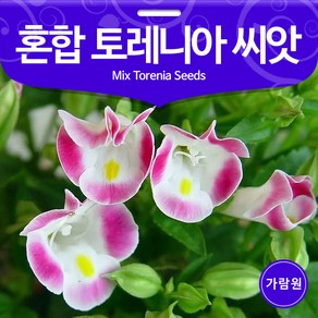 토레니아 씨앗 여름 제비꽃 종자 꽃씨 야생화 20알, 1개