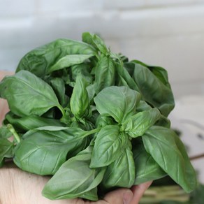 바질 생잎 10g BASIL 페스토 식용허브