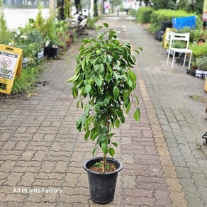 식물공장 킹 벤자민 대만킹 벤자민 고무나무 대품 반려식물 100-120cm 399