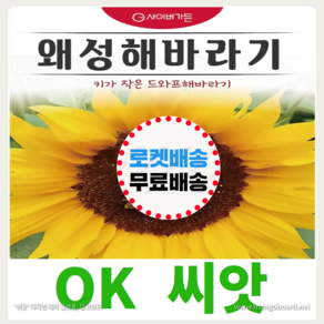 [OK씨앗] [왜성해바라기] 해바라기씨앗 종자(오케이씨앗), 1개