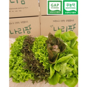 친환경 무농약 유럽샐러드 유러피안 샐러드 채소 1kg (6~8종) 500g (3~5종) 유럽 상추 쌈채소 모둠 로메인 카이피라 버터헤드