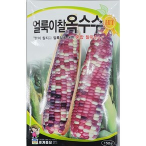 얼룩이찰옥수수 씨앗/맛이 찰지고 알록달록 예쁜 혼합 찰옥수수/세계/가람종묘사, 1개