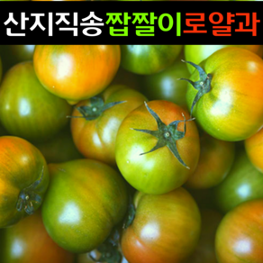 싱싱마루 단짠단짠 산지직송 당일수확 당일배송 프리미엄 대저 짭짤이 토마토, 1박스, 2.5kg (2S~S) 로얄과