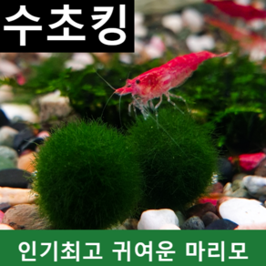 수초킹 키우기 쉬운 초보수초 마리모1+1, 2개