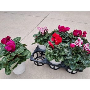 식공플랜츠 시클라멘 중품 초화 꽃 25~40cm 59 화분, 1개, 흰색