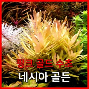 [수초농부] 네세아 골든 (핑크 골드 발색의 고급 수초), 1개