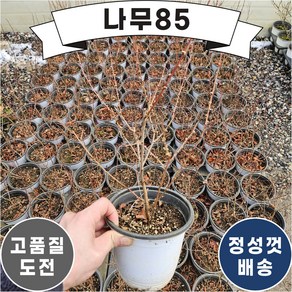 (나무85) 이스라지(산앵두) 5치 포트 키 40cm내외, 1개