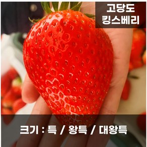 딸기의여왕 킹스베리, 1개, 왕특 1kg(16-22과) 500g*2팩