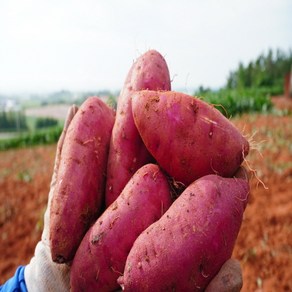 무안 황토 햇밤고구마 소 3kg 5kg 10kg 베니하루카, 1개