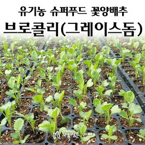 [모종심는아빠] 슈퍼푸드 녹색 꽃양배추 브로콜리 그레이스돔, 12개