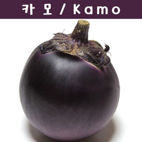 카모 Kamo 예쁜가지 희귀가지 키우기세트 교육 체험용 세트, 1개