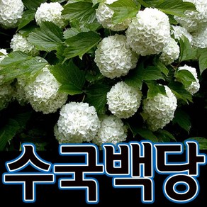 순희농장 수국백당 수국백당나무 화분 불두화 불두화꽃, 수국백당(불두화)분, 1개