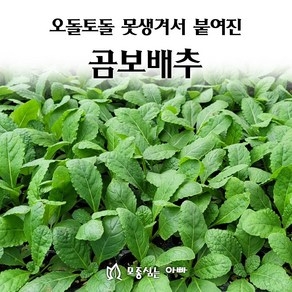 [모종심는아빠] 오돌토돌 못생겨서 붙여진 곰보배추 모종, 12개