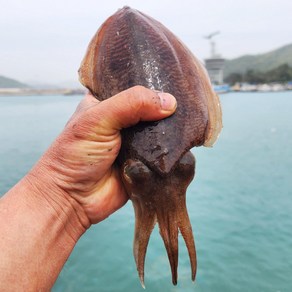 [산지직송]국내산 생물 활 갑오징어 회 횟감 대사이즈, 1개, 600g 이상