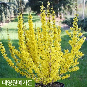 왜성개나리 골드러쉬 키80~100cm 다간형 봄꽃 정원수