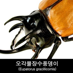 곤충표본 오각뿔장수풍뎅이 Eupatous gacilliconis, 수컷80~84mm, 1개