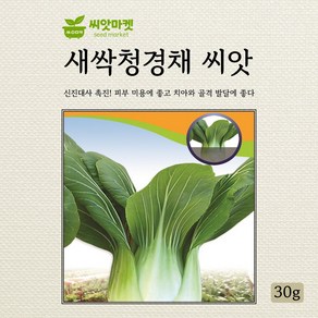 다농 새싹청경채 씨앗 30g, 1개