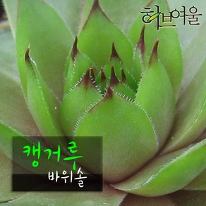 [허브여울바위솔] 캥거루 바위솔 (노지월동) 지름 9cm 소품 다육화분, 3개