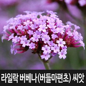 라일락 버베나 씨앗 버들마편초 종자 버베나씨 100알