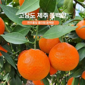 제주산지직송 고당도 썬레드 홍미향 홍매향 레드향 황금향 감귤 2kg 3kg 5kg 명품 동백향 천혜향 총3kg (20-... 1박스, 1개, 총2kg, (15-30과)