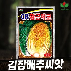 [씨드코리아] 황금에코 김장배추씨앗 항암 황금배추씨앗 300립, 1개