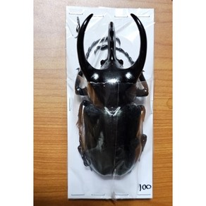 (Chalcosoma chion) 코카서스장수풍뎅이 - 잔센시 아종 [D-112] 곤충표본, 100~104mm, 1개