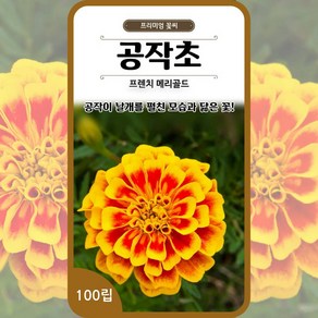 프렌치메리골드씨앗 공작초씨앗 종자 100립 꽃씨 몰 봄 여름 가을 꽃씨앗