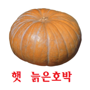 (2024년 첫수확) 햇 늙은호박 노란호박 맷돌호박 4kg~8kg, 24년산 늙은호박 3kg내외(일반늙은호박), 1개