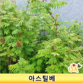 들꽃닷컴]야생화 아스틸베(노루오줌)노지월동 조경용인기 4치(10cm) 10개