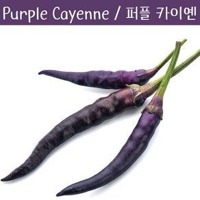 Buena Mulata - Puple Cayenne 퍼플 카이옌 페퍼 희귀 고추 특수작물, 1개