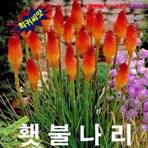 (희귀씨앗) 니포피아 (Toch Lily 횃불나리) 5립, 1개