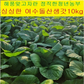 25년 [산지직송] 프리미엄 청년농부 직접수확 여수돌산갓 10kg 해풍 여수돌산생갓 돌산생갓 햇갓 갓김치 돌산갓김치 돌산갓 여수 청갓 여수갓 여수갓김치 생돌산갓 노지, 1박스