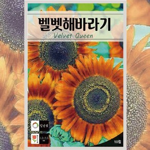 벨벳해바라기씨앗 10립 고급 해바라기 종자 일년생 꽃씨앗 허브, 1개