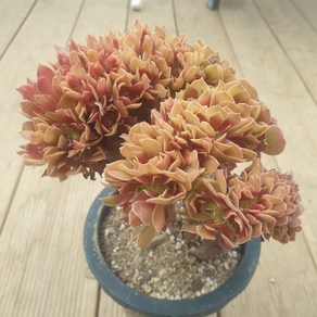 [수암다육] 할로윈 철화 랜덤발송 Aeonium 'Halloween' f. cristata 랜덤발송 다육 다육이 다육식물 026