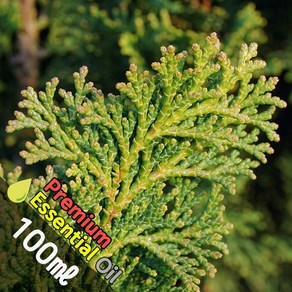 J018 측백나무 100ml (Thuja Essential Oil) 천연에센셜 오일 원액 아로마