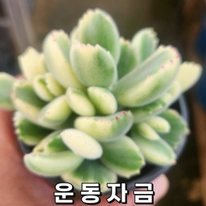 다육식물 50가지 특선모음 [ 50가지 다육이 모아보기 ], [선택-43] E07043 - [운동자 금], 1개