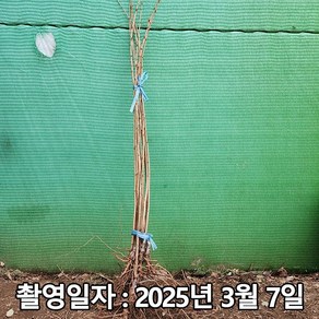 충주원예조경 / 왕벚나무 / 접목1년(상묘) / 1등묘, 1개, 왕벚나무(상묘)