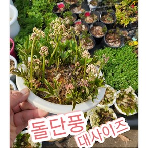 돌단풍-대/계곡 바위틈에 자라는 여러해살이풀, 1개