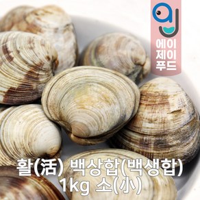 살아있는 활 백상합 1kg 소 (백생합 중국 살아있는 조개 생물조개 냉장조개 조개구이 조개찜 백합조개)