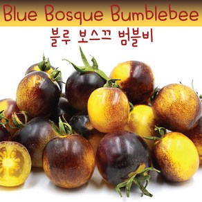 블루 보스끄 범블비 Blue Bosque Bumblebee 방울토마토 달콤한 희귀토마토 교육체험용 세트, 1개