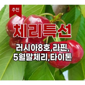 <장원농원> 체리나무 묘목 라핀체리 /타이톤 /러시아8호/ 5월말체리 /왜성대목, 러시아8호 체리왜성대목, 1개