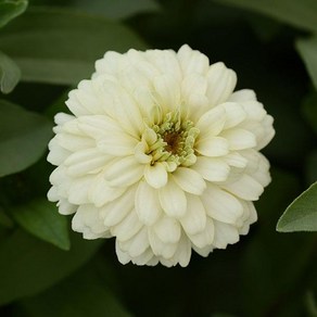 백일홍 자하라더블 컬러선택 (꽃씨앗/10립)Zinnia Zahaa Double, 1개