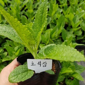 [모종모종]초석잠 모종 (골뱅이 초석잠)