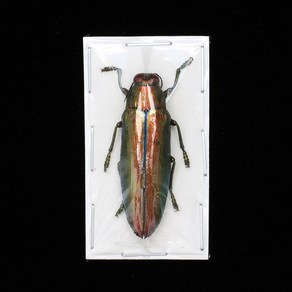 Chrysochroa aurora 아우로라 비단벌레 곤충표본 건조표본 실제곤충