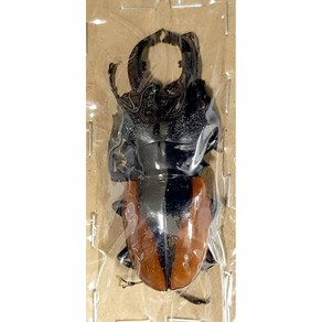 (Odontolabis wollastoni) 왈라스토니 멋쟁이사슴벌레 [L-8-149] 곤충표본, 60~64mm, 1개