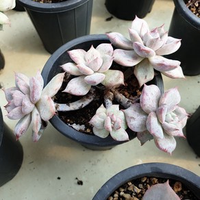 [수암다육] 루신다 변이 랜덤발송 Echeveria 'Lucinda' 다육 다육이 다육식물 반려식물 국민다육