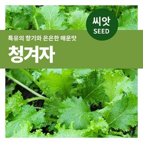 마이플랜트 청겨자 씨앗 2000립, 1개