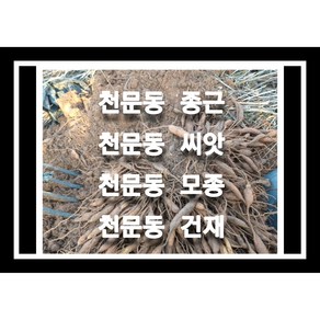 천문동종근 30주 천문동모종 천문동씨앗재배, 1개